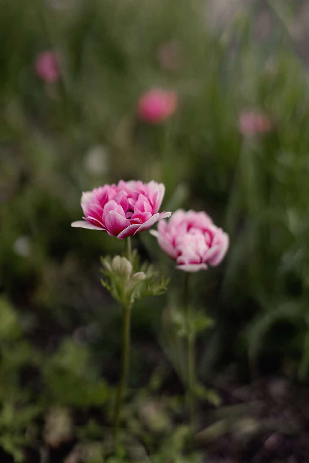 Ljusrosa fylld bukettanemon i odling