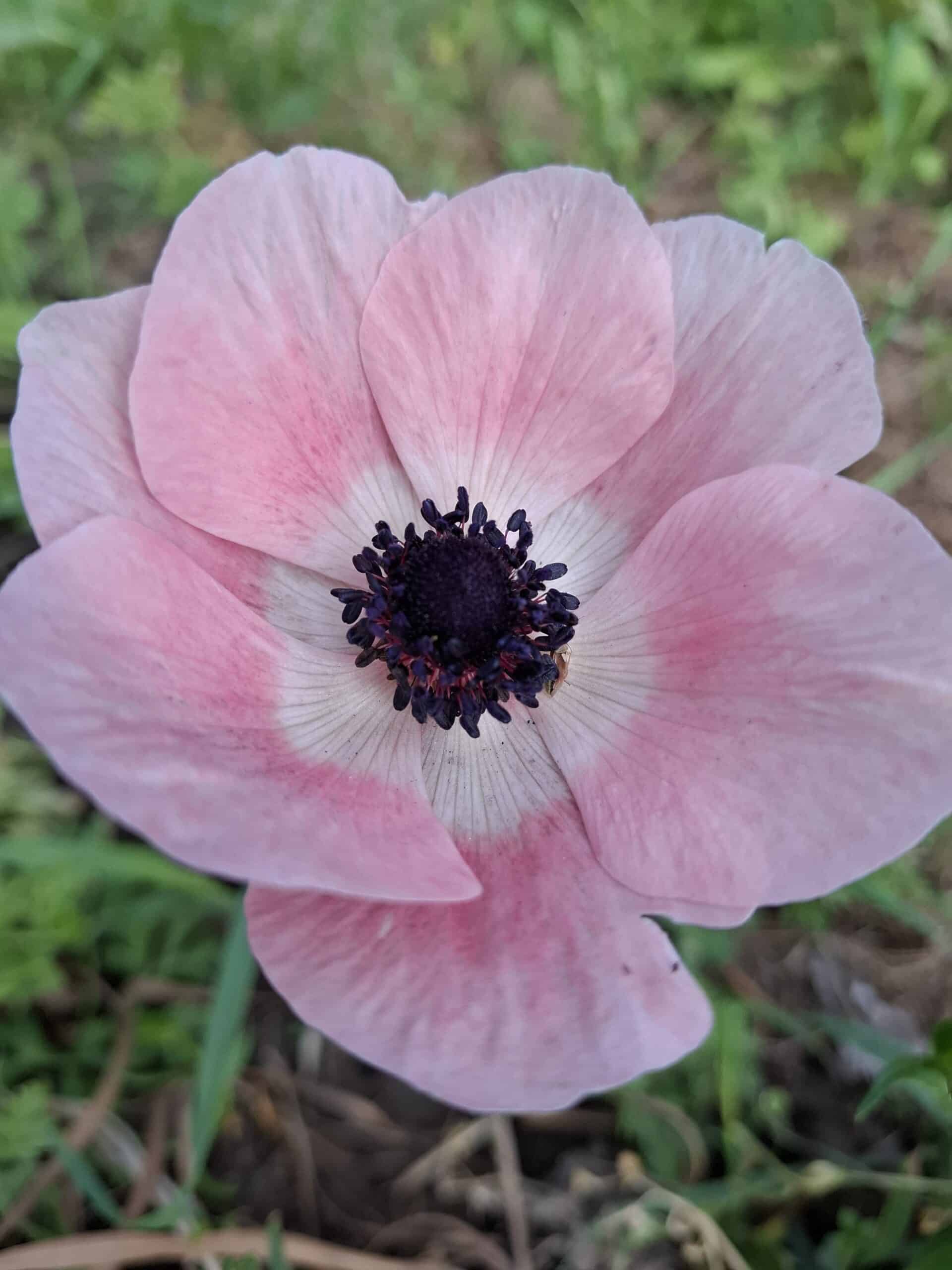 Ljusrosa bukettanemon med mörk mitt i odling