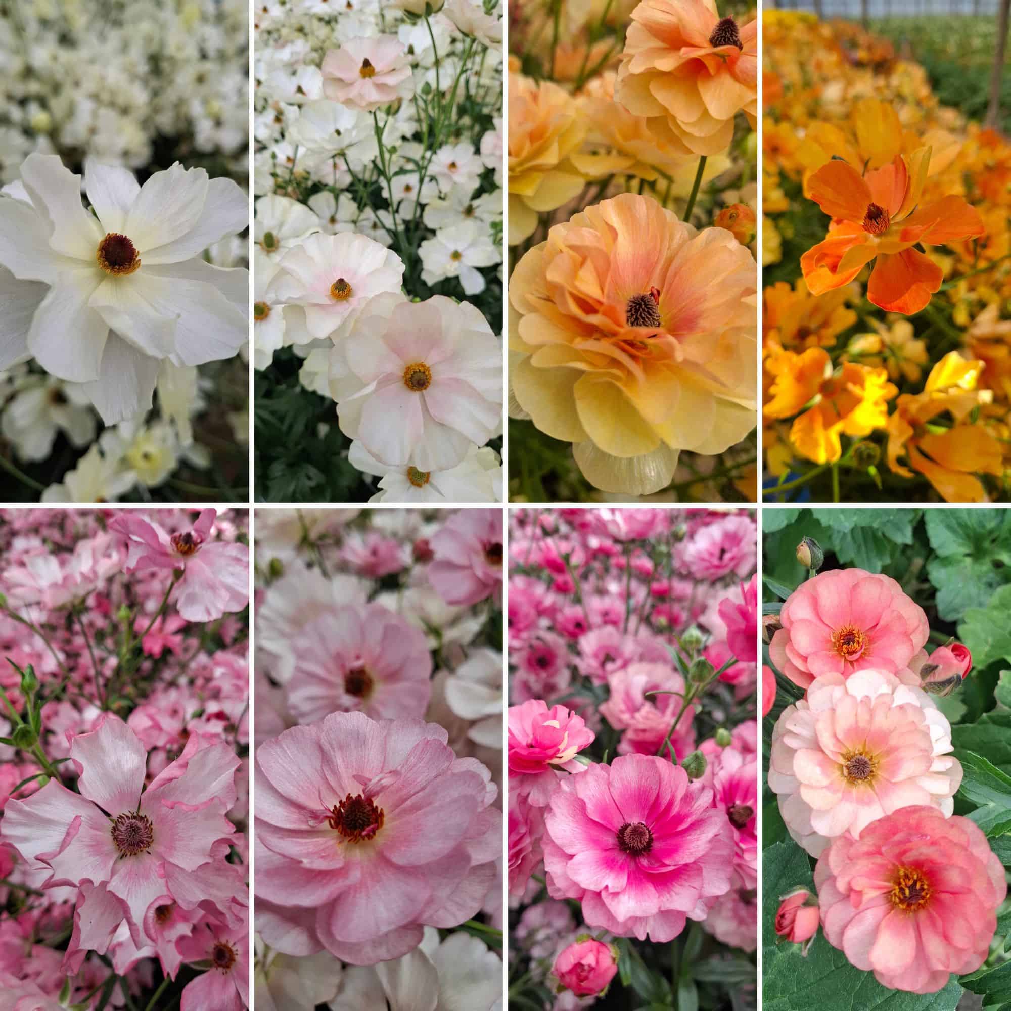 Samling med 8 olika fjärilsranunkler från vitt, varmgult, orange, till korall och rosa i olika nyanser.