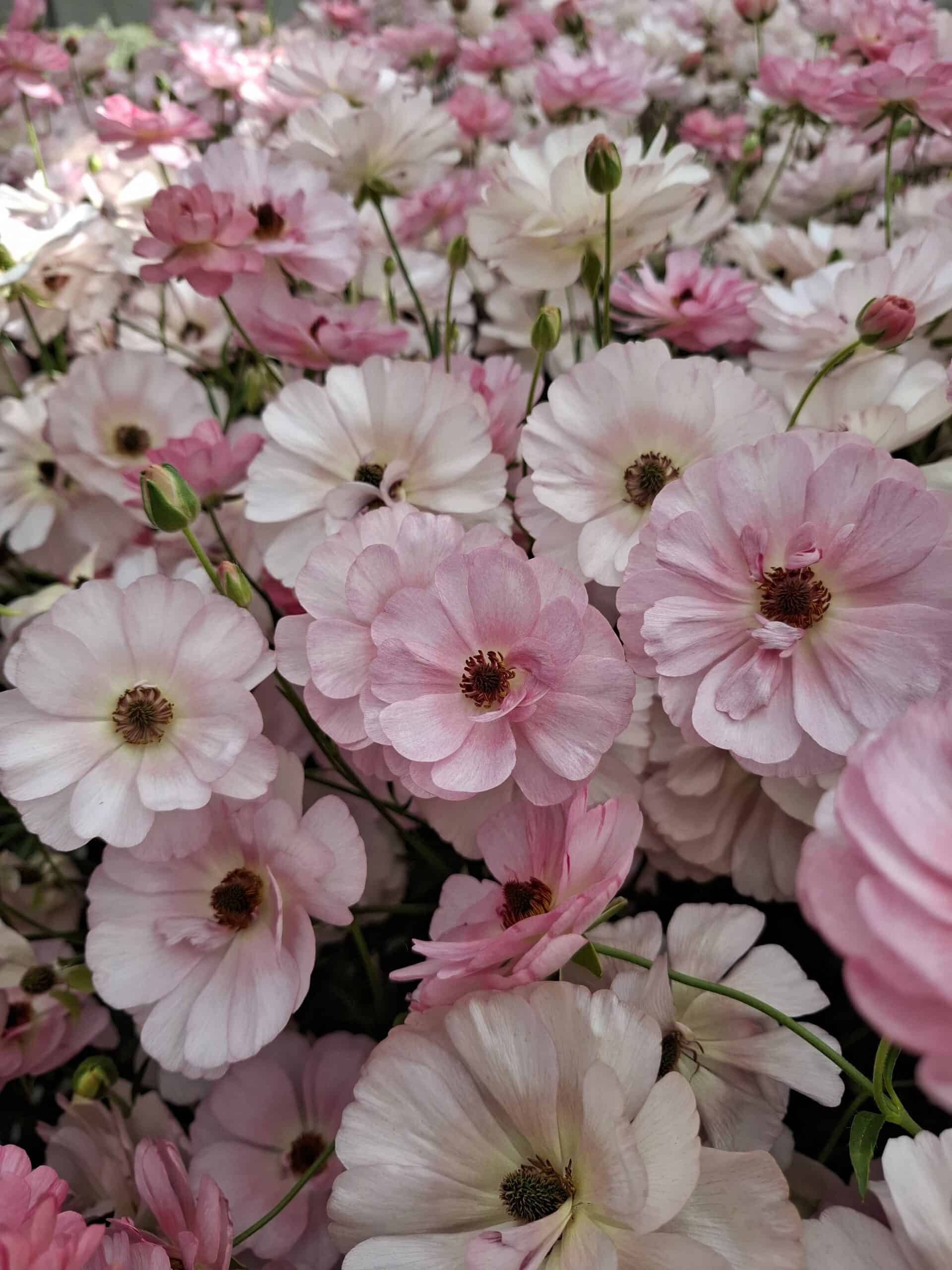 Ljusrosa fjärilsranunkel