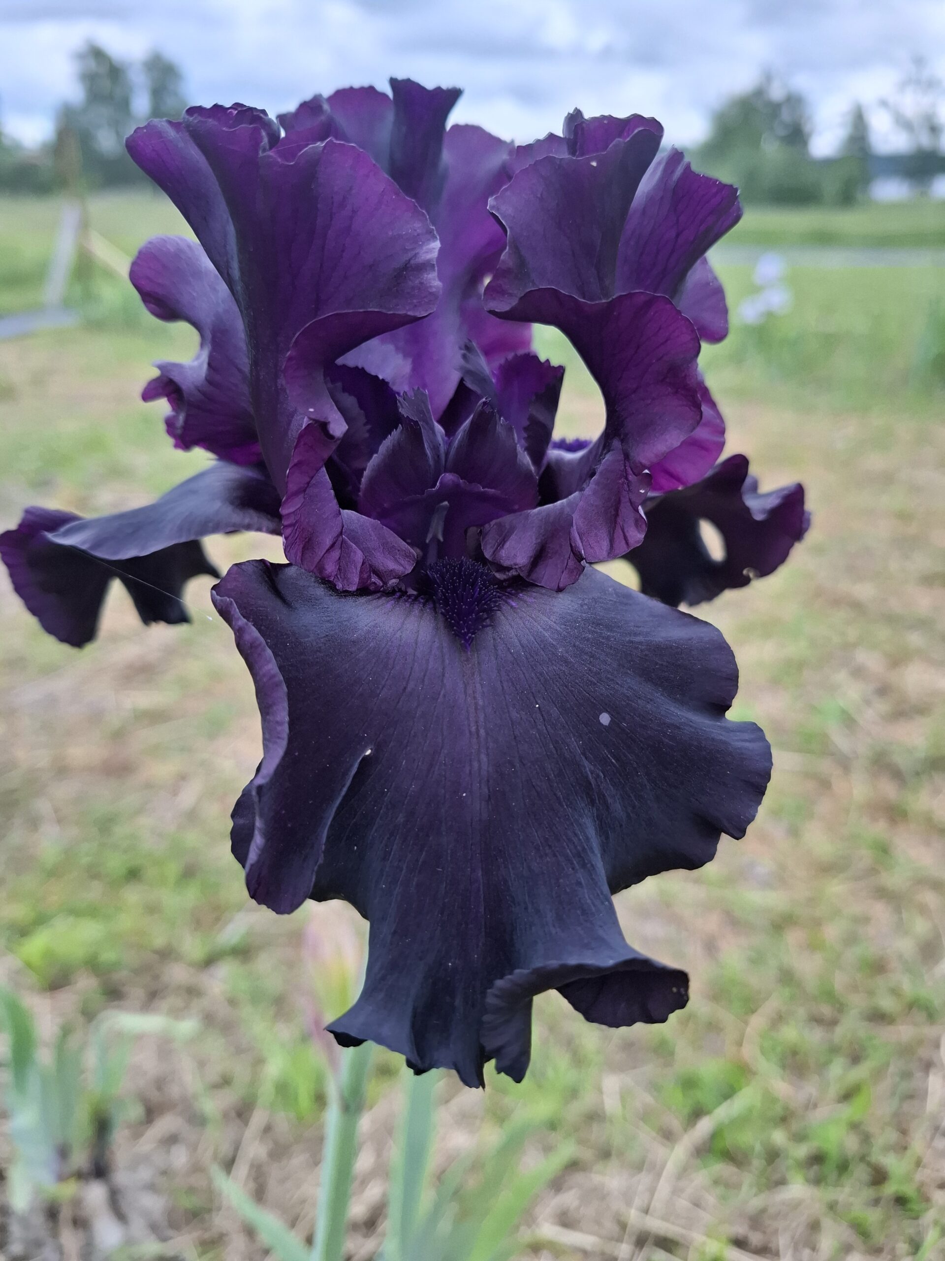 Iris germanica 'Raven Girl' med stora, mörkt purpursvarta blommor och rufsade kronblad. En dramatisk och ovanlig trädgårdsiris.