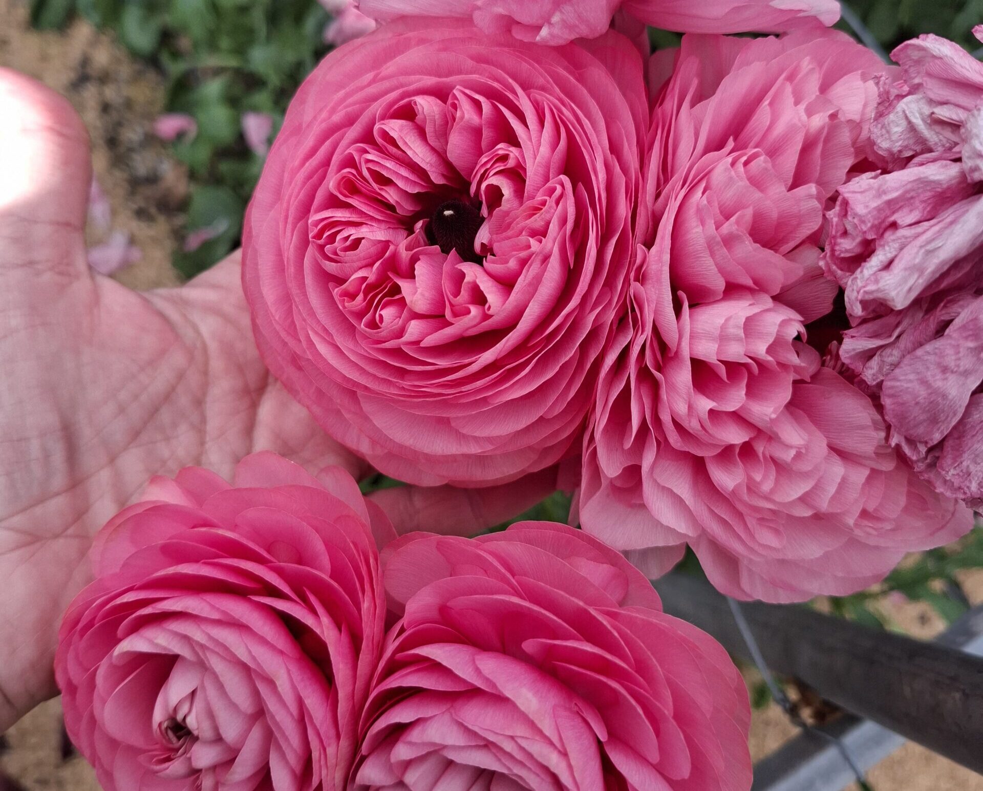 Enorma rosa ranunkler, hand för jämförelse