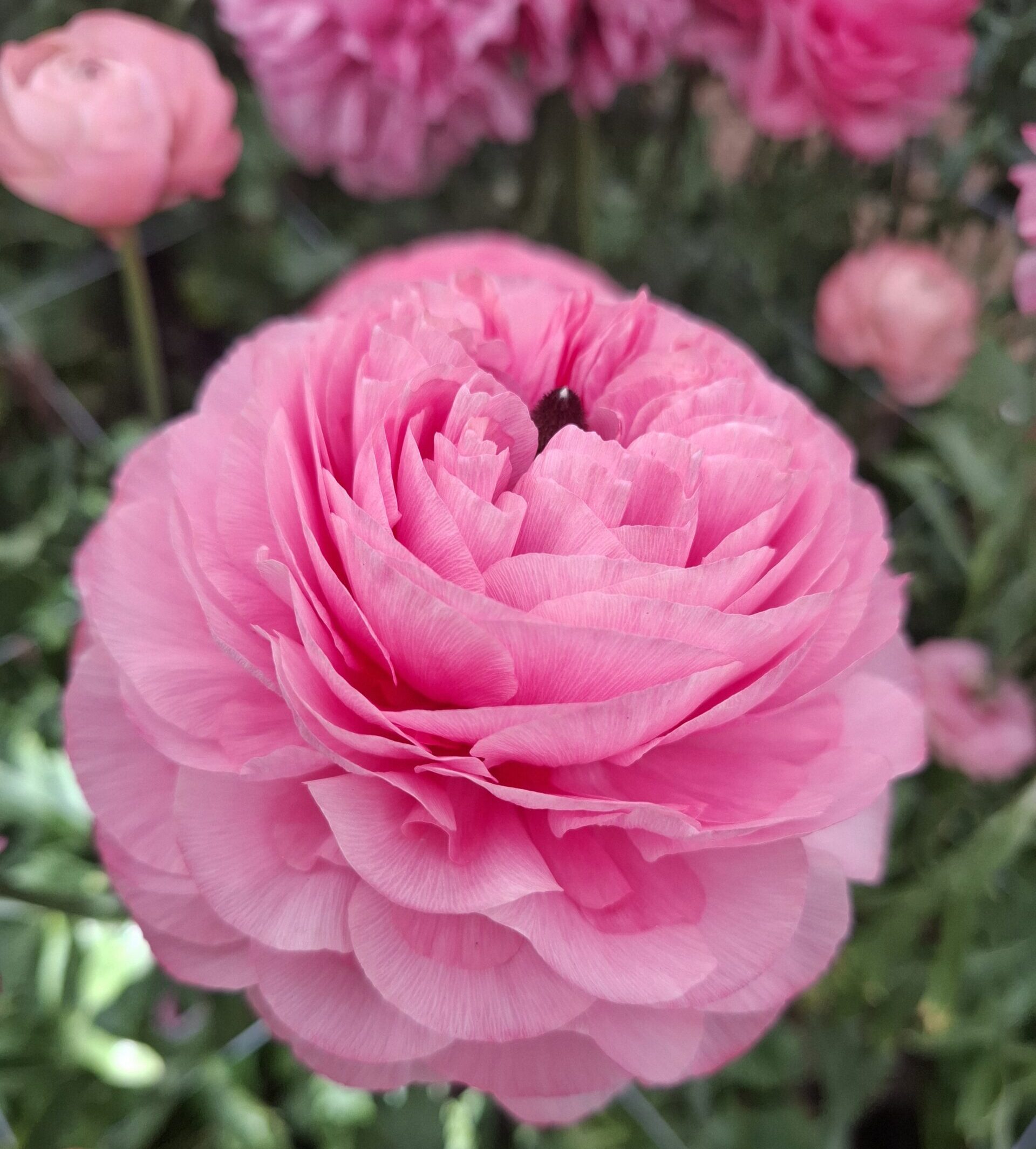 Enorm ranunkel i rosa