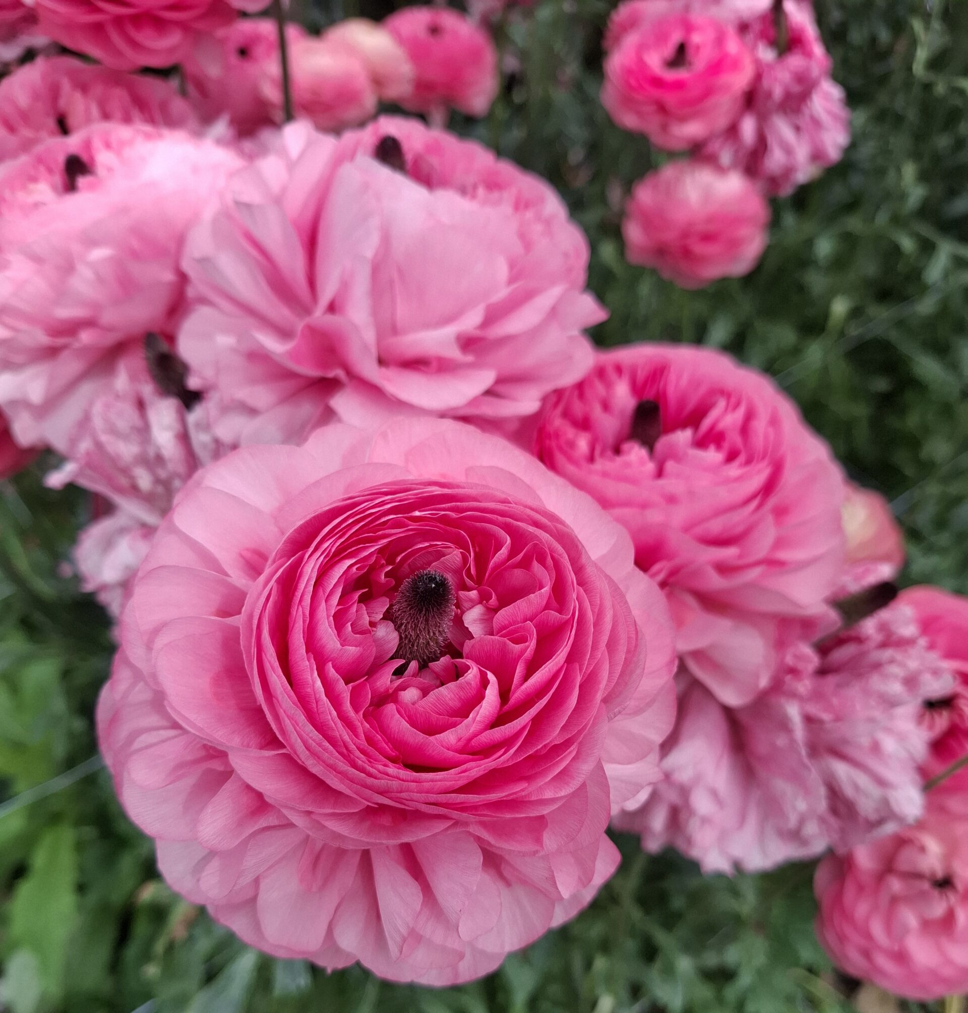 Enorma rosa ranunkler med blomhuvuden som fyller en hel hand