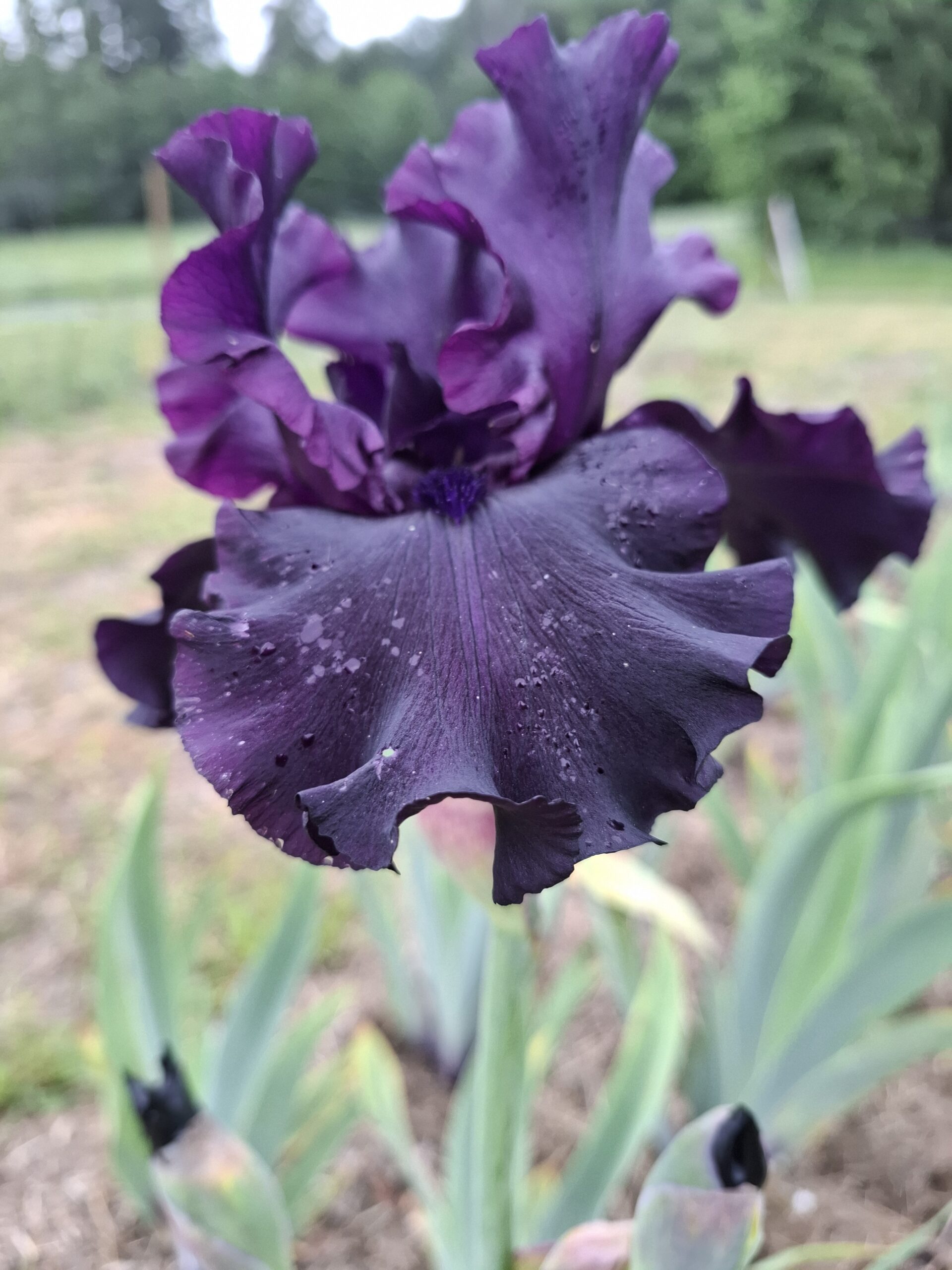 Mörk, nästan svart trädgårdsiris med rufsiga kronblad i odling samt svarta knoppar på kommande blommor.